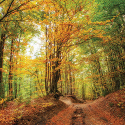 Euroart MALBA NA PLÁTNĚ, krajina a příroda, 30/30 cm