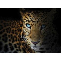 Euroart MALBA NA PLÁTNĚ, zvířata, 135/100 cm