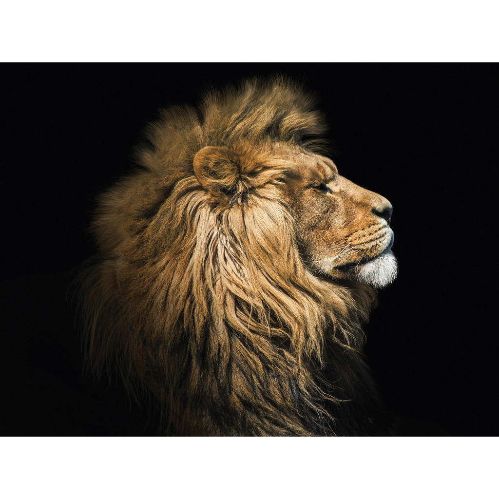 Euroart OBRAZ NA SKLE, zvířata, 30/40 cm