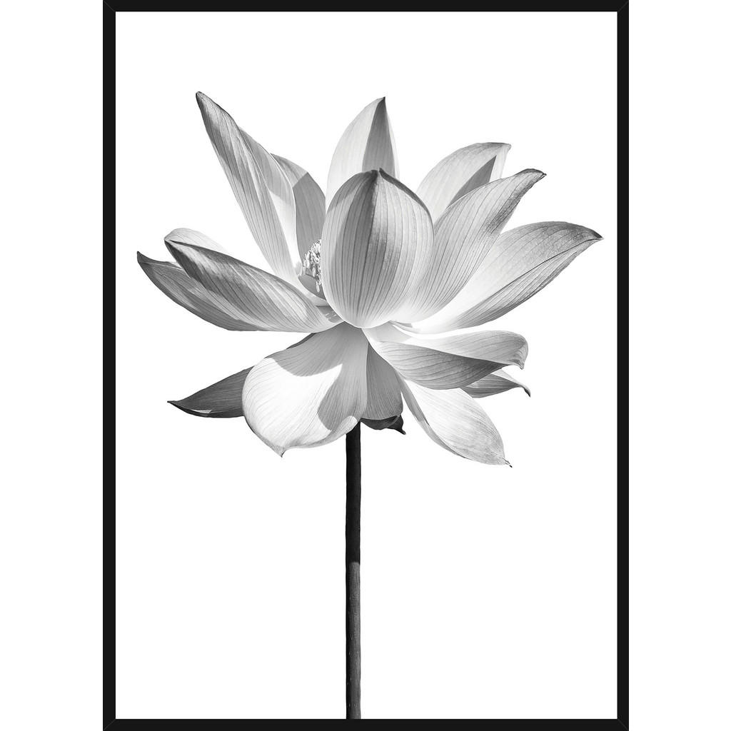 Monee TIŠTĚNÉ OBRAZY NA PLÁTNĚ, květiny, 51,2/71,2 cm