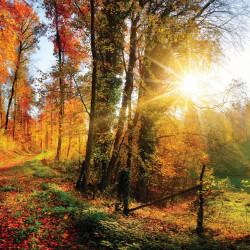 OBRAZ NA SKLE, krajina a příroda, 30/30/1,40 cm