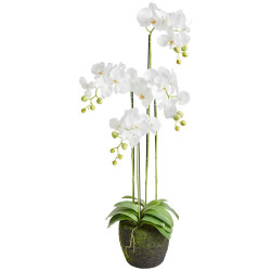 ORCHIDEJ 100 cm