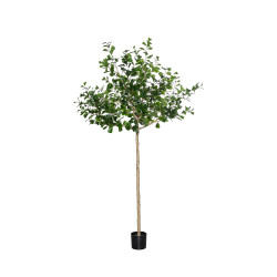 Pottery Pots Realistický umělý strom Fíkus triangularis, více velikostí - PotteryPots Velikost: XL - ø 80 cm | v. 240 cm