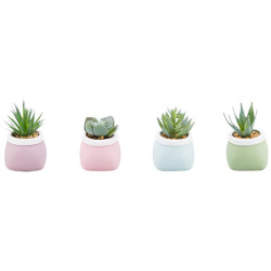 Sukulentní 7-10cm mix 93061