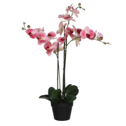 XXXL ORCHIDEJ